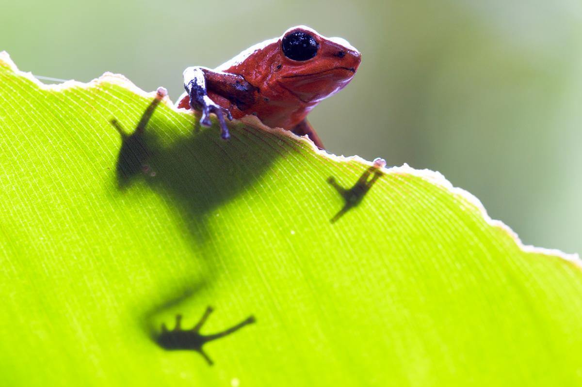 Ein roter Frosch auf einem knallgrünen Blatt
