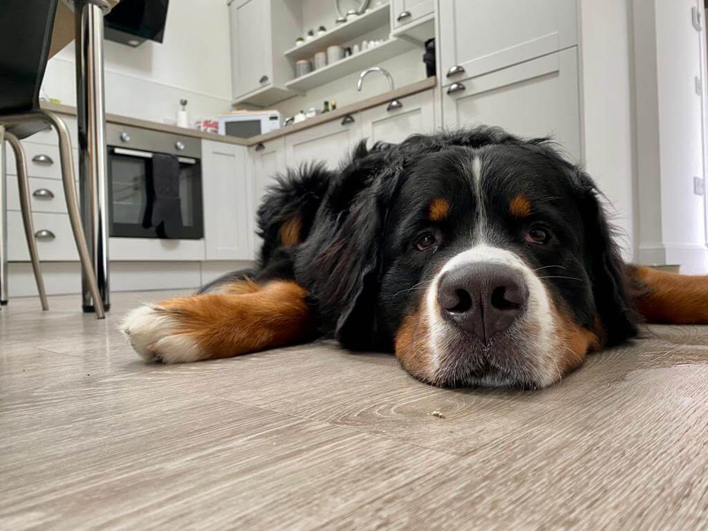 EIn gemütlicher großer Hund liegt auf einem Küchenboden und schaut unbeeindruckt