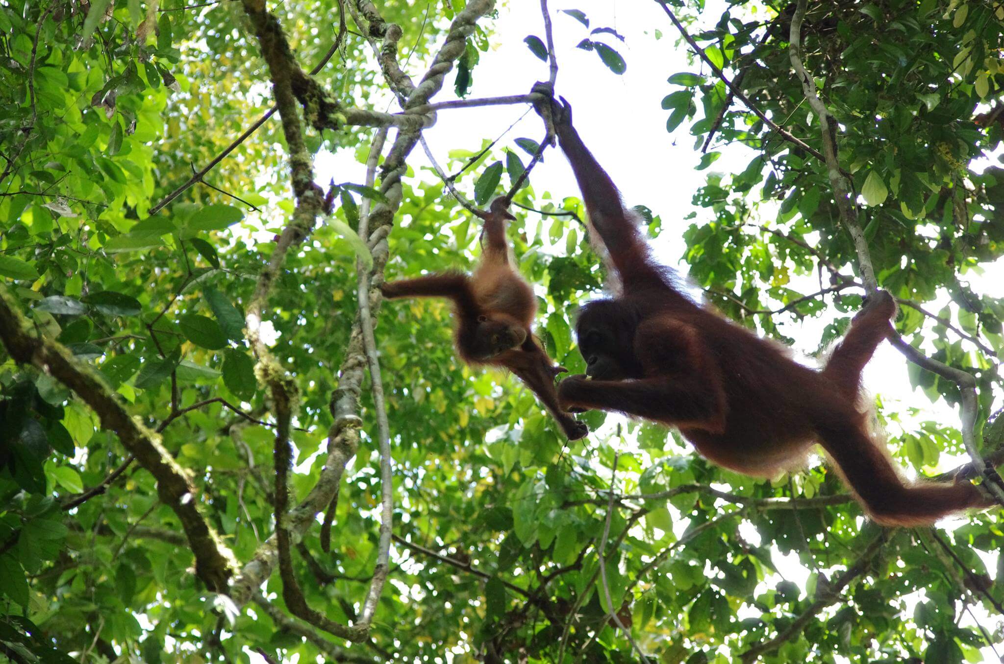 Zwei Orang-Utans schwingen sich durch die Baumkronen