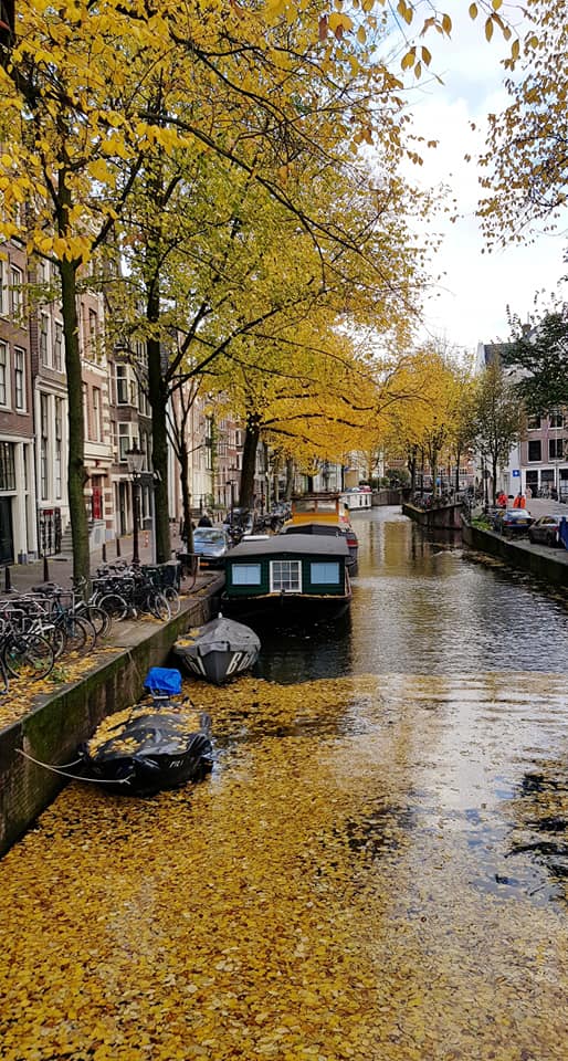 Eine mit gelbem Herbstlaub geschmückte Gracht in Amsterdam
